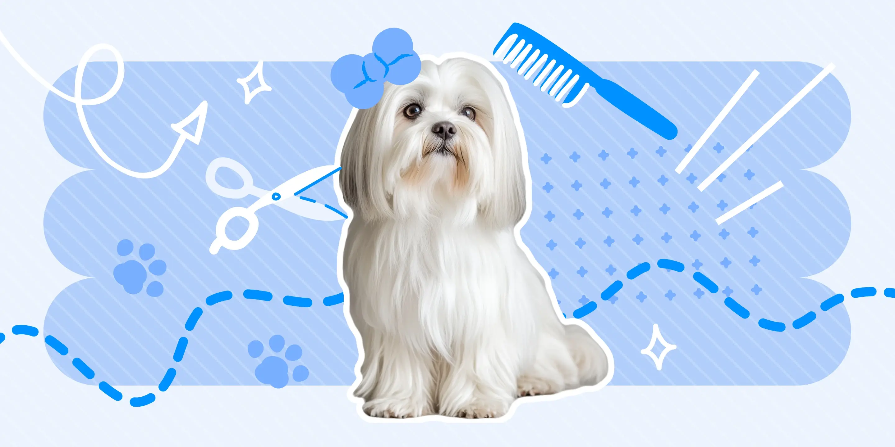 The Ultimate Guide to Shih Tzu Haircuts and Styles - MoeGo